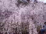 IMG_20200329_131204.jpg