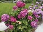 IMG_20200628_102717.jpg